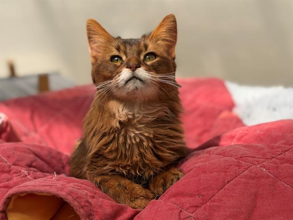 ZAMPA