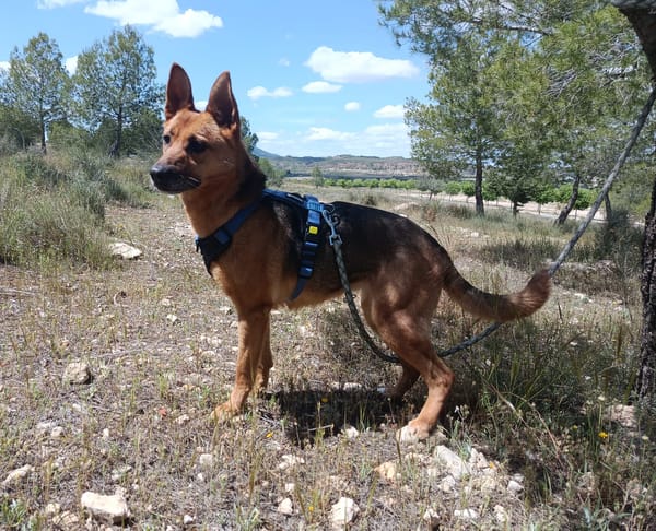 LUNA ( 4 patas jumillas)