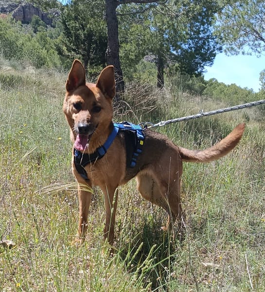 LUNA ( 4 patas jumillas)
