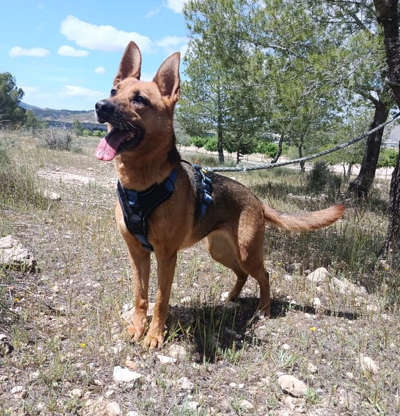 LUNA ( 4 patas jumillas)