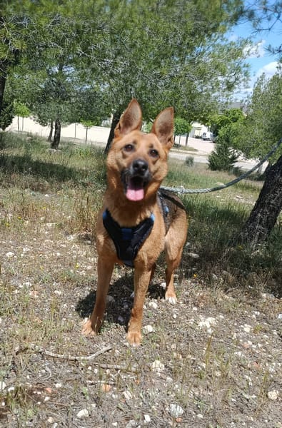 LUNA ( 4 patas jumillas)