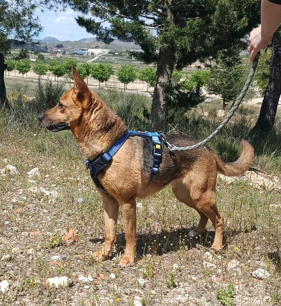 LUNA ( 4 patas jumillas)