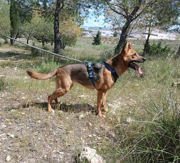 LUNA ( 4 patas jumillas)