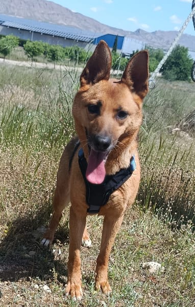 LUNA ( 4 patas jumillas)