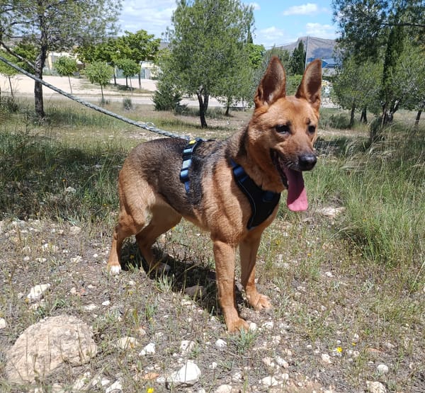 LUNA ( 4 patas jumillas)