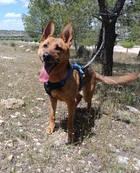 LUNA ( 4 patas jumillas)