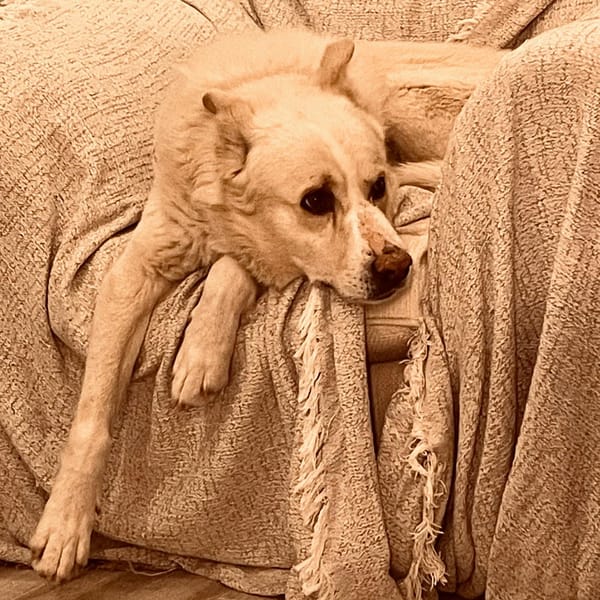 FOBO (4 patas jumillas)