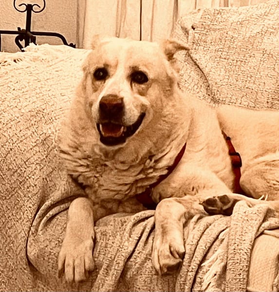 FOBO (4 patas jumillas)
