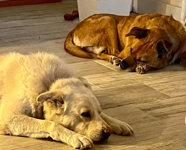 FOBO (4 patas jumillas)
