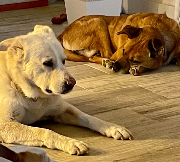 FOBO (4 patas jumillas)