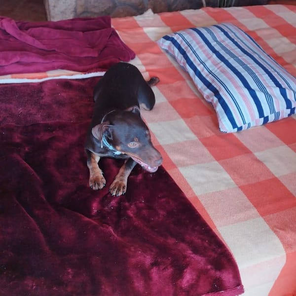 LETICIA (4 patas jumillas)