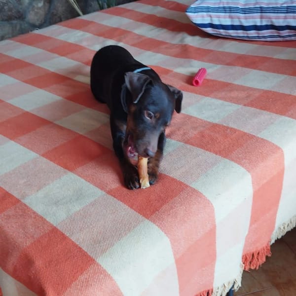 LETICIA (4 patas jumillas)
