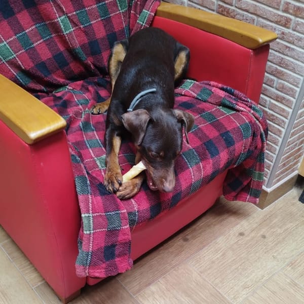 LETICIA (4 patas jumillas)