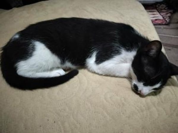Verspielter Kater Mustache