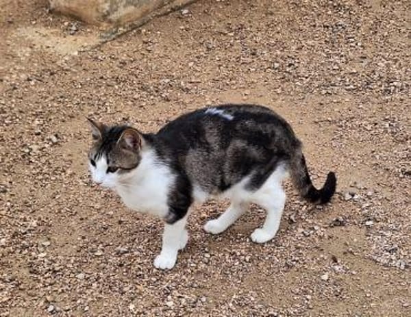 Anhänglicher u. liebevoller Kater Mickey