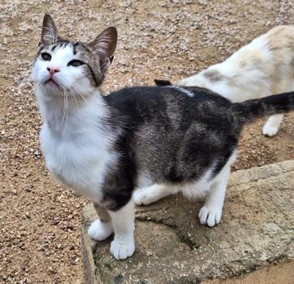 Anhänglicher u. liebevoller Kater Mickey