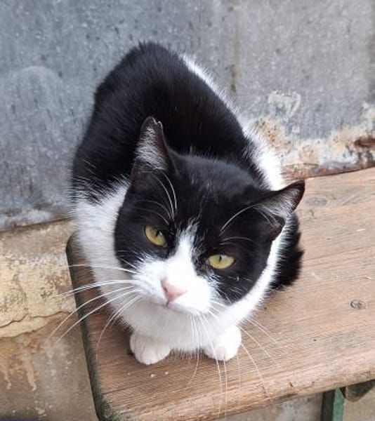 Verspielte kleine Katze Ibi