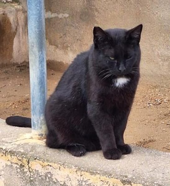 Verschmuster Kater Brujo