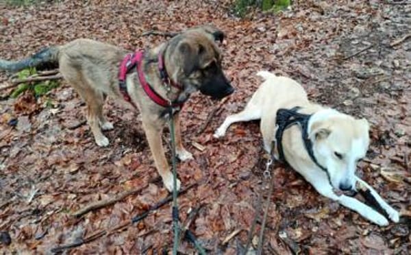 Scheues Hundekind Lucy sucht Heimat
