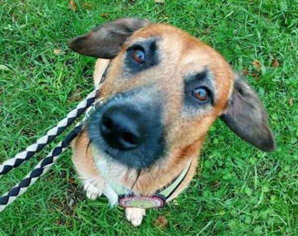 Toller♥Taro♥ wartet in 24885 Sieverstedt