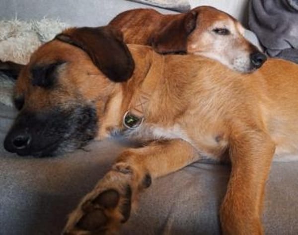 Toller♥Taro♥ wartet in 24885 Sieverstedt