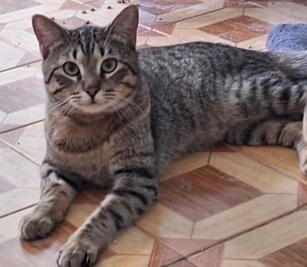Verspielter Kater Ausias