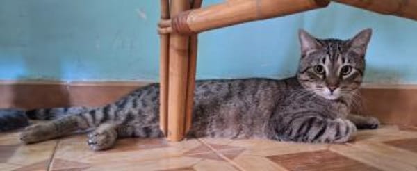 Verspielter Kater Ausias