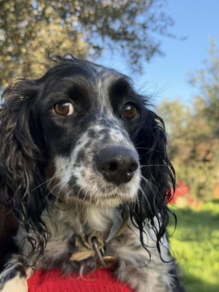 Becky sucht ein für immer Zuhause