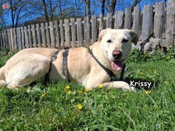 KRISSY