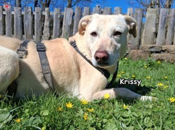 KRISSY