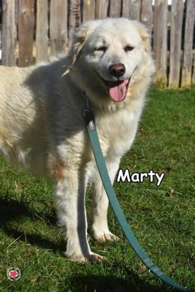 MARTY