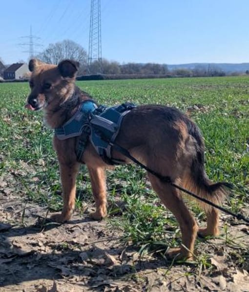 Sanfte Neila🌺 sucht liebe Hundekenner