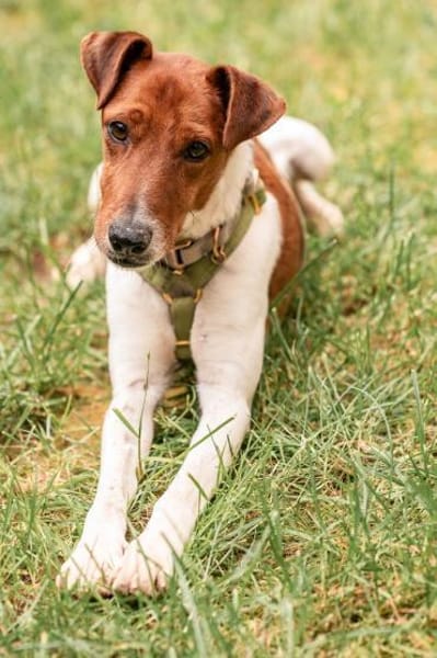 Foxi, lebensfroher Foxterriermix, ca.2J