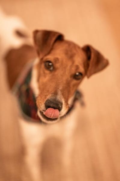 Foxi, lebensfroher Foxterriermix, ca.2J