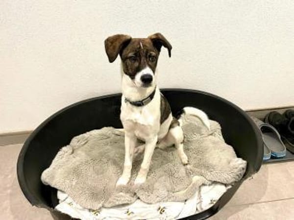 Mezzo -Traumhund auf Körbchensuche!