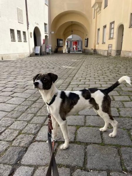 Mezzo -Traumhund auf Körbchensuche!