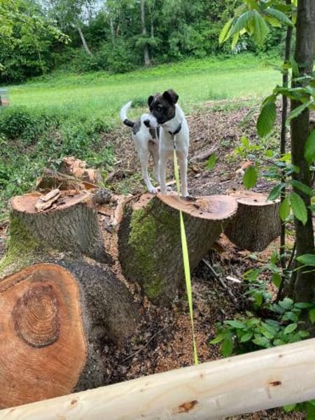 Mezzo -Traumhund auf Körbchensuche!