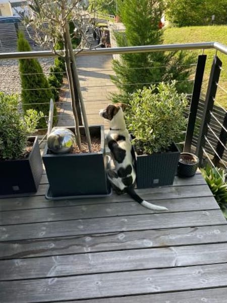 Mezzo -Traumhund auf Körbchensuche!