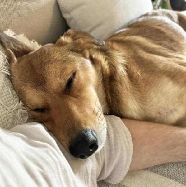Foxy - liebe Hündin in 33647 Bielefeld