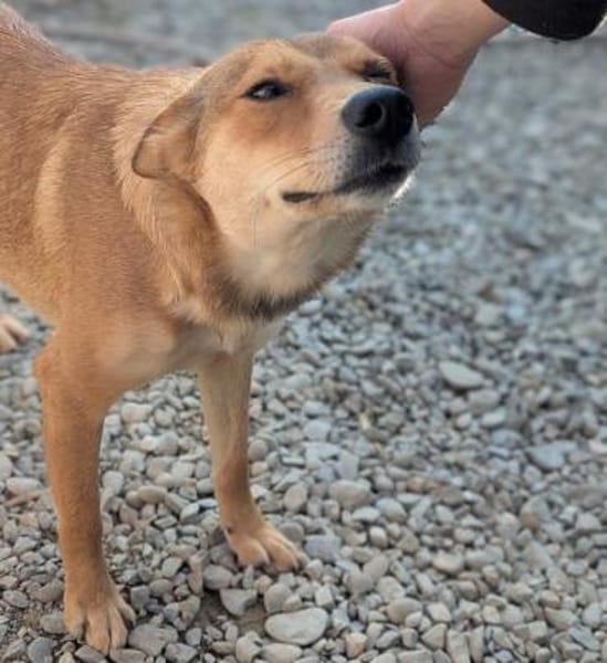 Foxy - liebe Hündin in 33647 Bielefeld