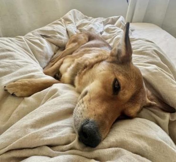 Foxy - liebe Hündin in 33647 Bielefeld