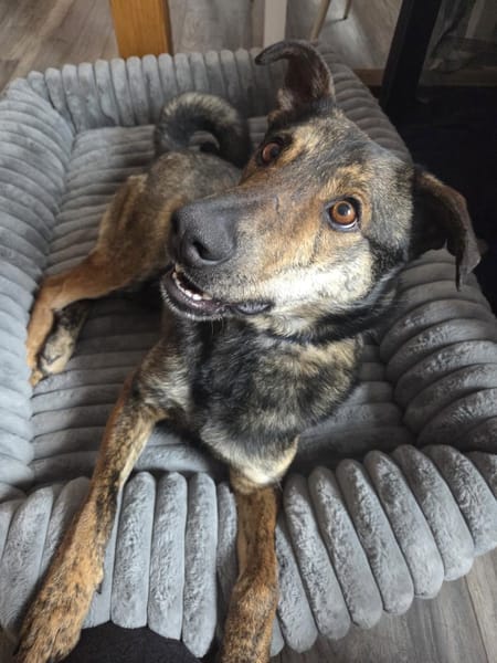 Walley-Traumhund sucht Traum Zuhause