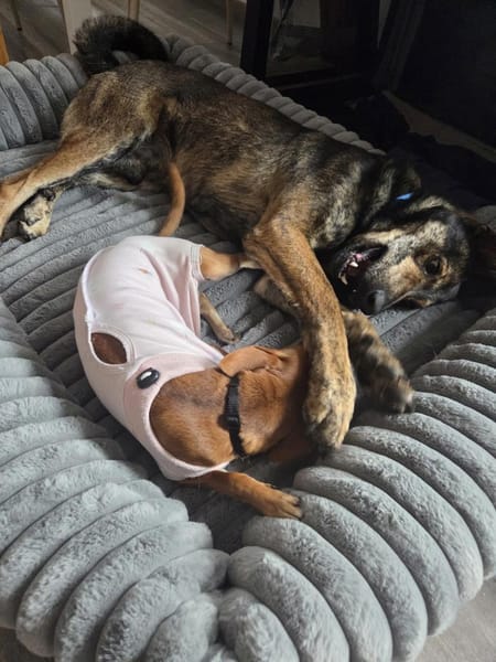 Walley-Traumhund sucht Traum Zuhause