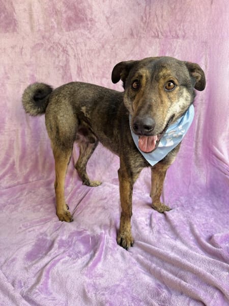 Walley-Traumhund sucht Traum Zuhause