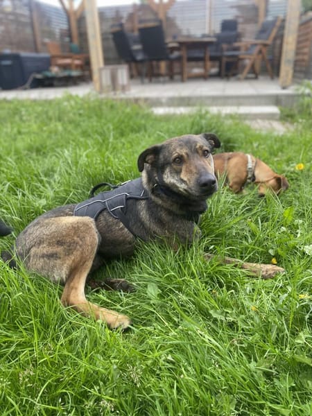 Walley-Traumhund sucht Traum Zuhause