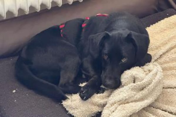 ♥Sammy♥ in 66583 Spiesen-Elversberg