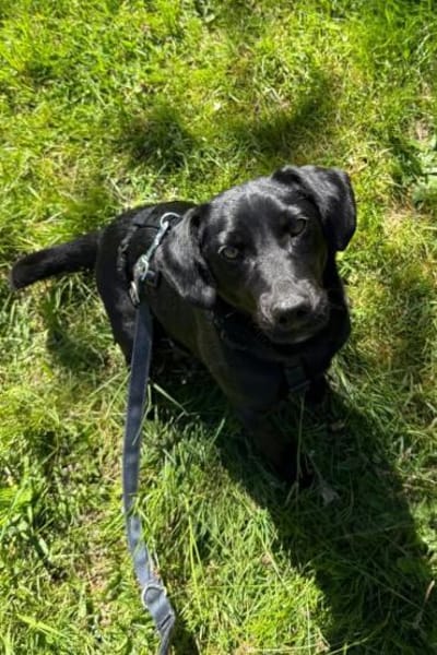 ♥Sammy♥ in 66583 Spiesen-Elversberg
