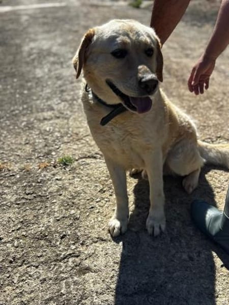 Leon Labrador Mix