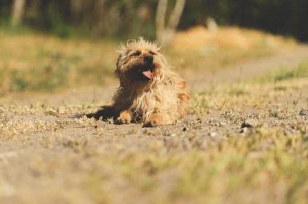 Han, unkomplizierter Kuschelhund, 6J