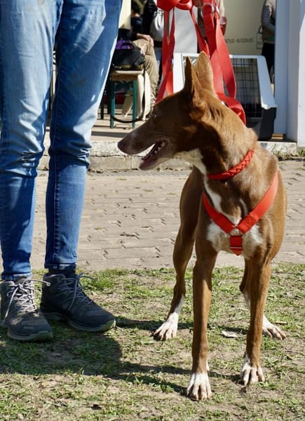 Roqui, klug, loyal, zurückhaltend
